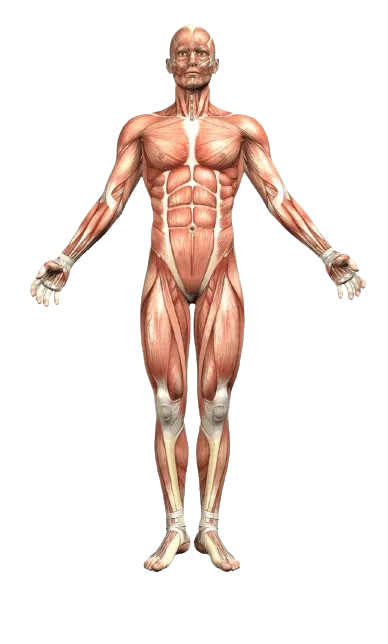 Osteopathie van Leeuwen